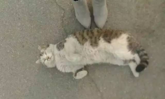 日本人有多恨猫（Excuseme？）