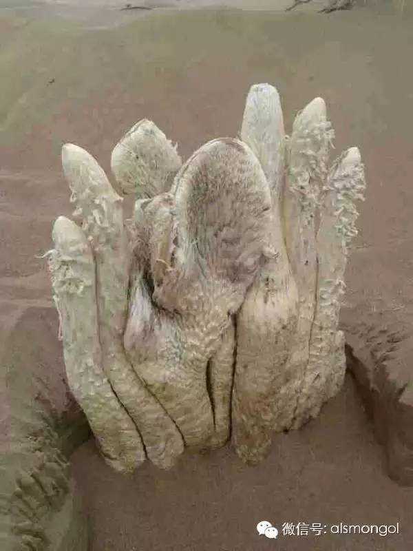 蒙古阿拉善肉苁蓉,阿拉善苁蓉生长在哪儿