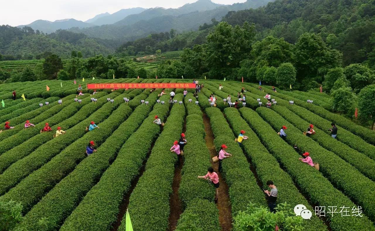 昭平茶农采茶,茶农采摘云雾茶