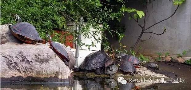 最合适的水环境,半水龟环境布置