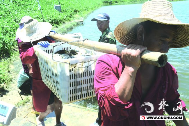 烈日下站岗武警战士,烈日下挥汗如雨