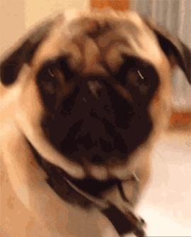 去年没放过鸡,今年这些品牌又开始虐狗了