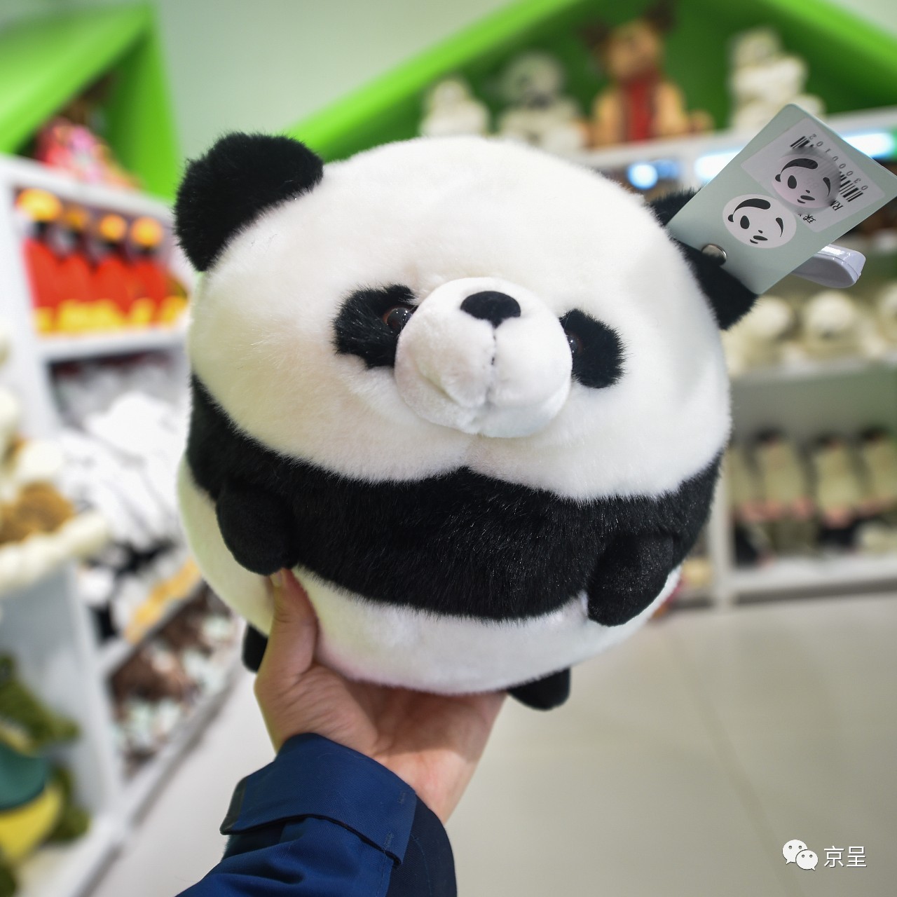 鹈鹕树懒食蚁兽？北京这家非主流玩偶店教你认认新萌物