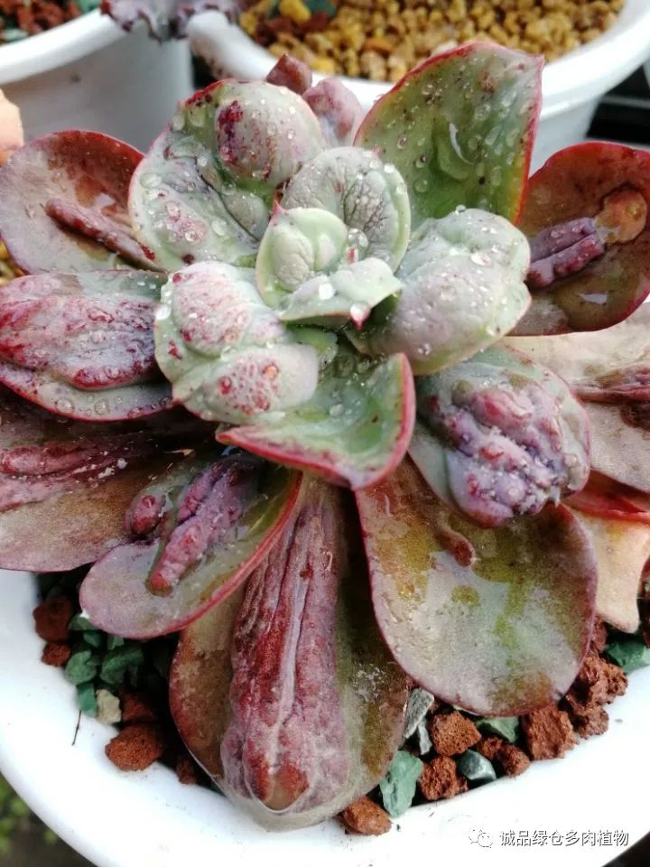 秀肉肉｜在景天的道路是越走越变态