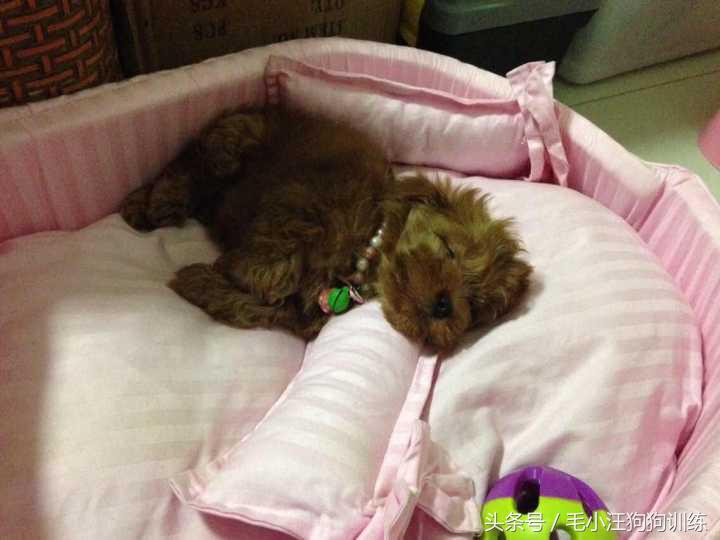 泰迪拉直后还会卷吗,把泰迪的毛拉直了还能卷起来吗