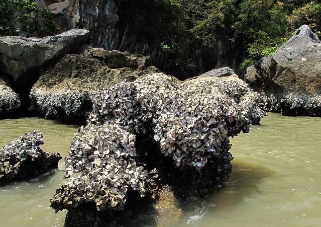 小桂林普吉岛旅游攻略,普吉岛竹筏漂流小桂林