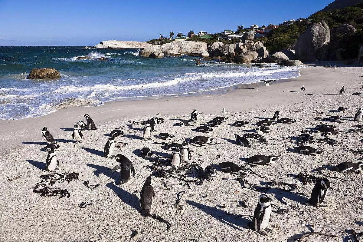 南非线路攻略｜与鲨共舞、沙漠开花、隔海观鲸，你了解非洲吗？