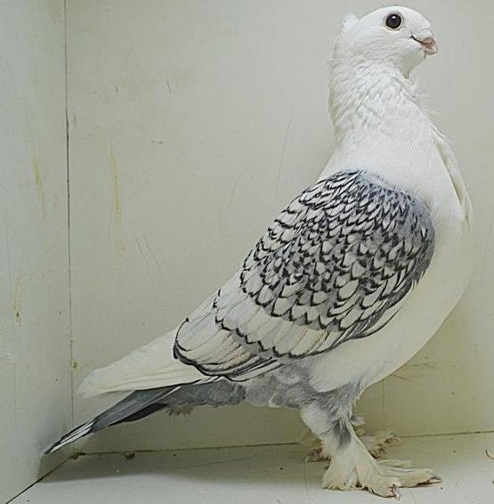 新手养观赏鸽哪个品种比较好,观赏鸽养哪个品种最好