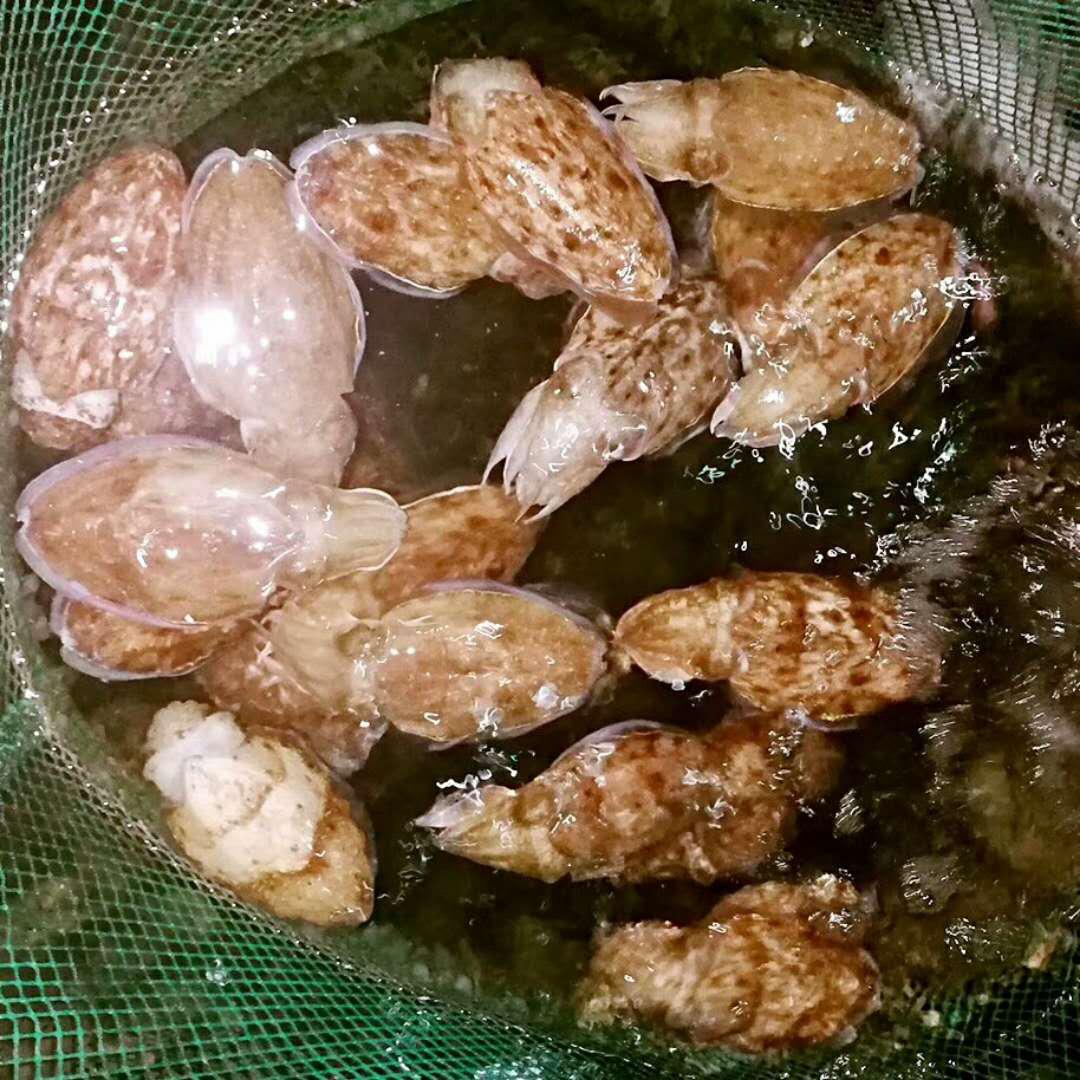 三亚清水湾海滩美食攻略,海南清水湾疍家新村鱼排午餐