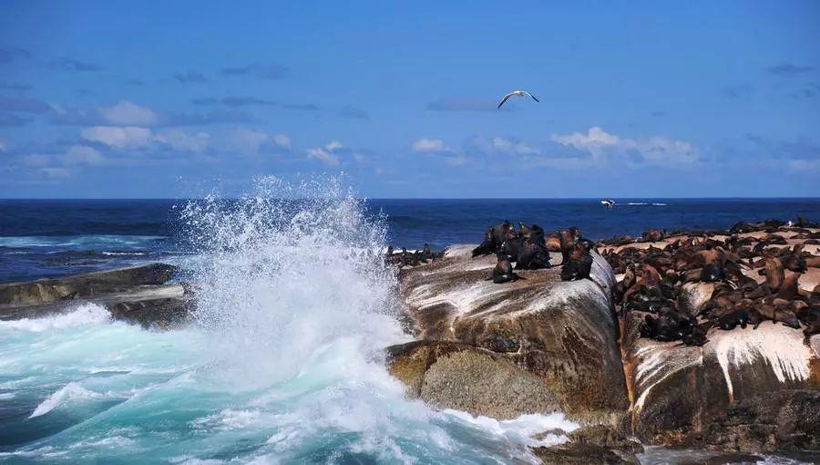 南非线路攻略｜与鲨共舞、沙漠开花、隔海观鲸，你了解非洲吗？