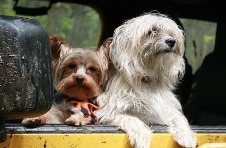 怎么和讨厌你的狗狗重新建立信任,和狗狗建立信任的8种方法