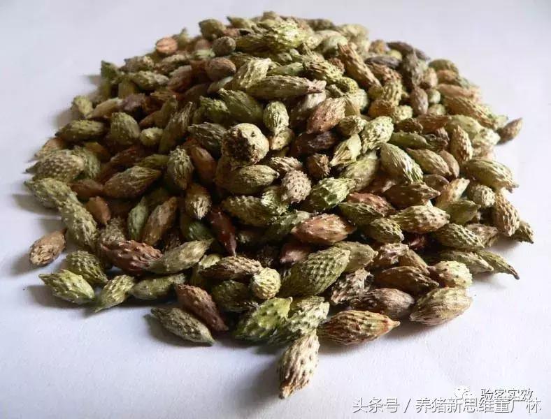 猪萎缩鼻炎联合用药方子,猪萎缩性鼻炎的克星