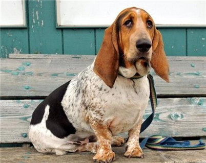 养巴吉度犬注意事项,为什么不建议养巴吉度犬