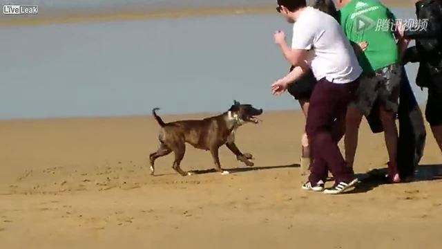 路遇恶犬的妙招,路遇恶犬如何自救文字