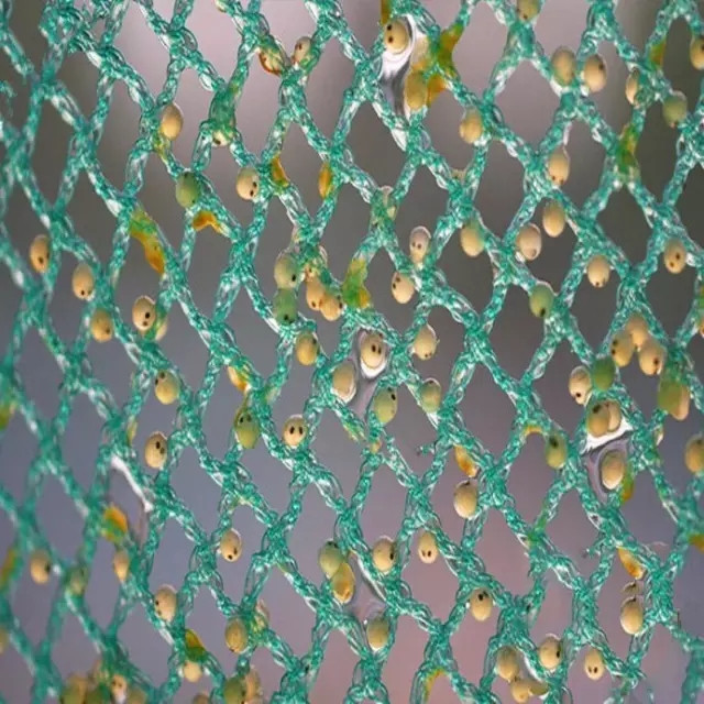 锦鲤从孵化到成长全过程,锦鲤甩籽自己可以孵化吗