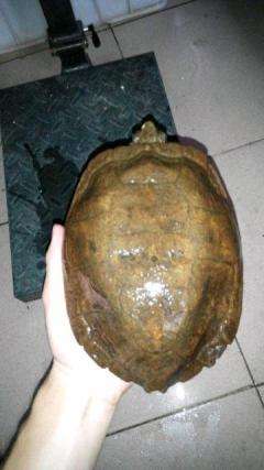 养龟的技巧与注意事项浅水龟,怎么判断乌龟是半水龟还是深水龟