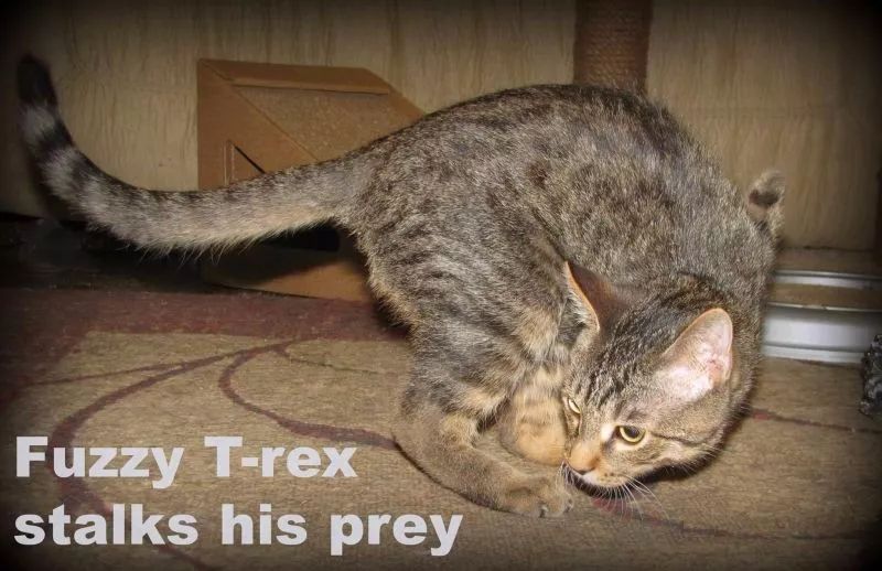 猫咪进化成霸王龙,猫中的霸王龙