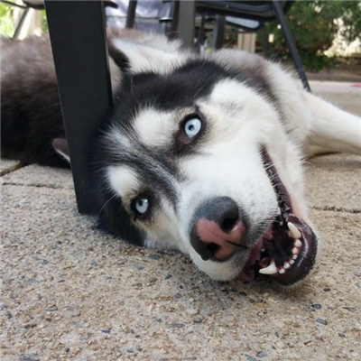 哈士奇怎么养要注意什么,最正确的哈士奇饲养方法