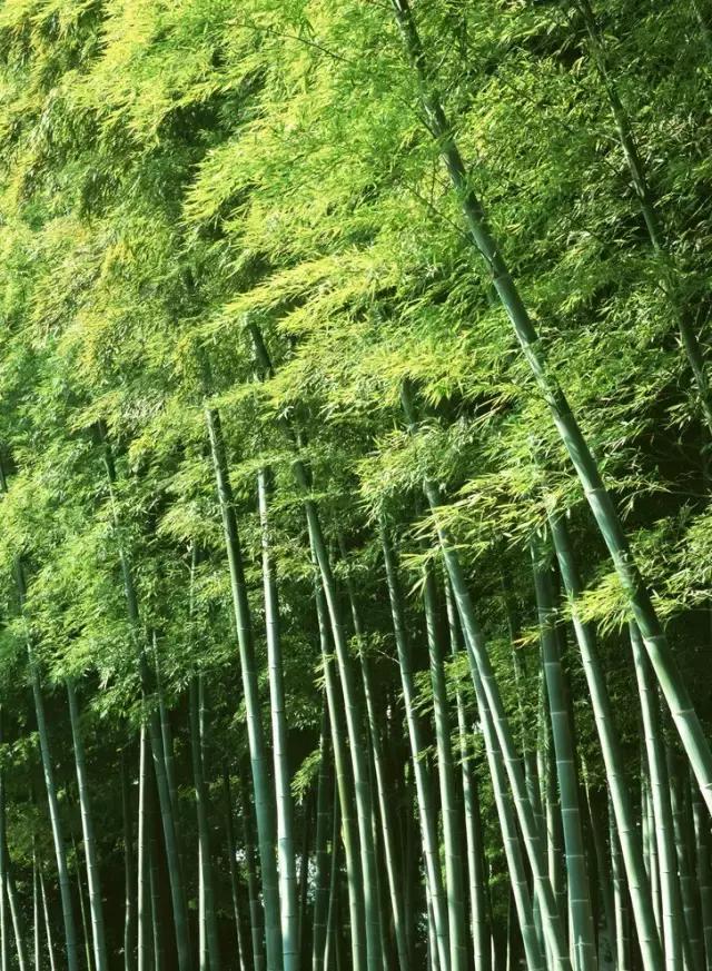 是风动亦是怦然心动,是风动亦是心动原声