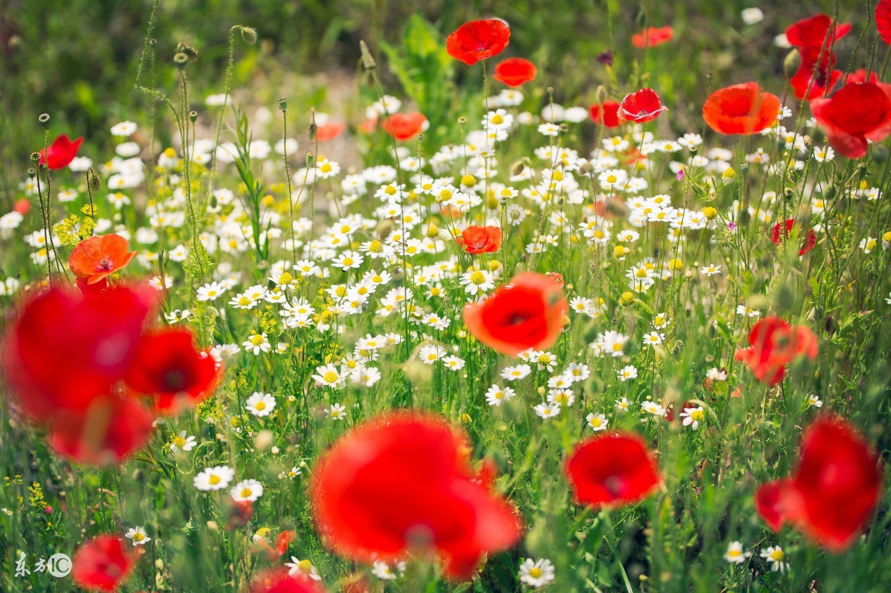 走进缅甸神秘金三角,走进缅甸金三角视频