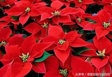 家里盆栽有这几样的赶紧扔掉,盆栽哪些绿植有毒性大