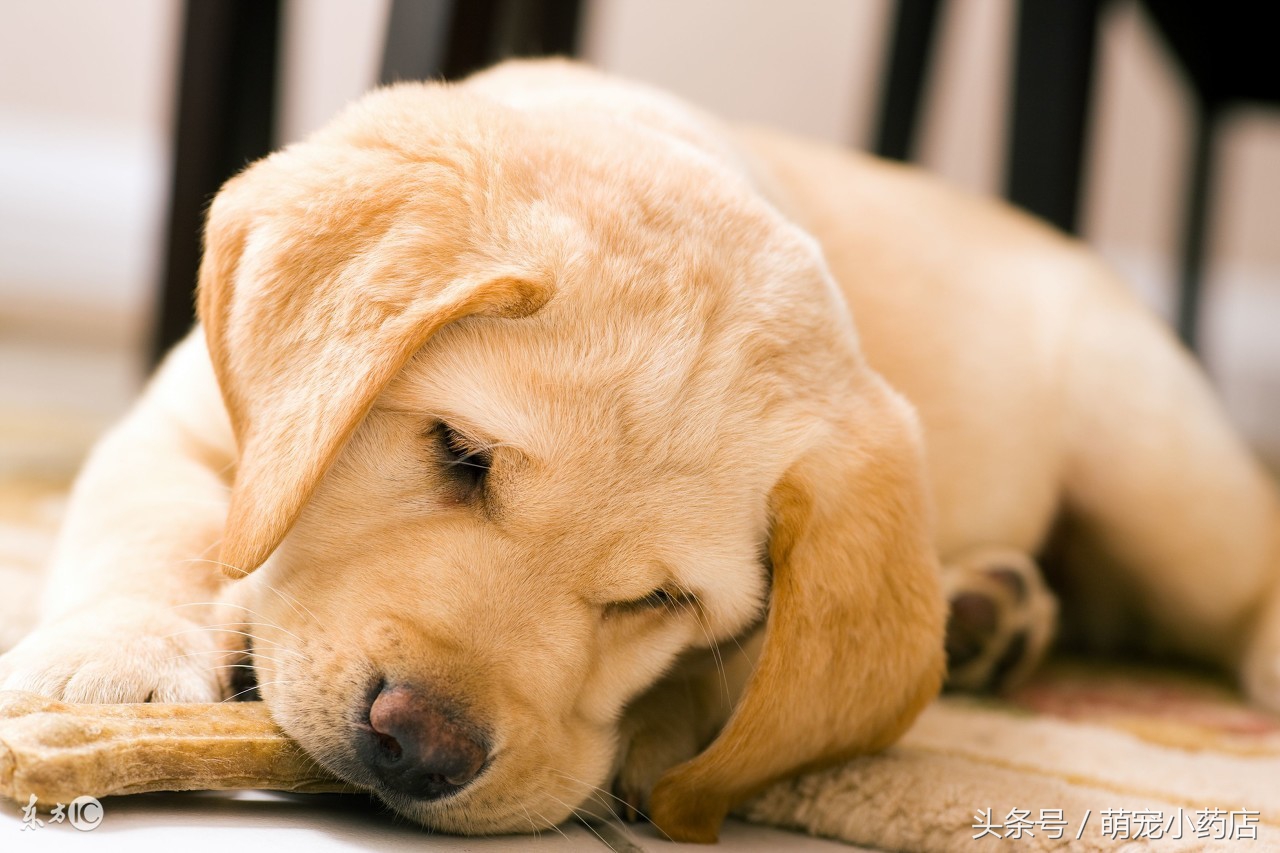 宠物肾衰竭一定要输液吗,宠物医生肾衰竭