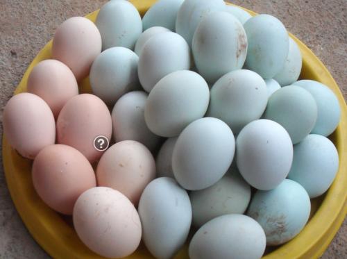 乌鸡绿壳和白壳蛋有什么不一样,绿壳鸡蛋一定是乌鸡蛋吗