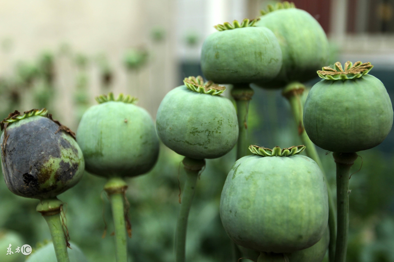 走进缅甸神秘金三角,走进缅甸金三角视频