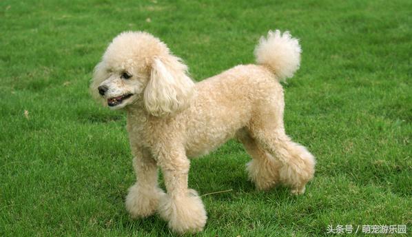 标准贵宾犬和巨型贵宾犬,巨型贵宾犬与泰迪的区别