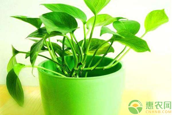 绿萝生命之花什么意思,生命之树造景阴性水草