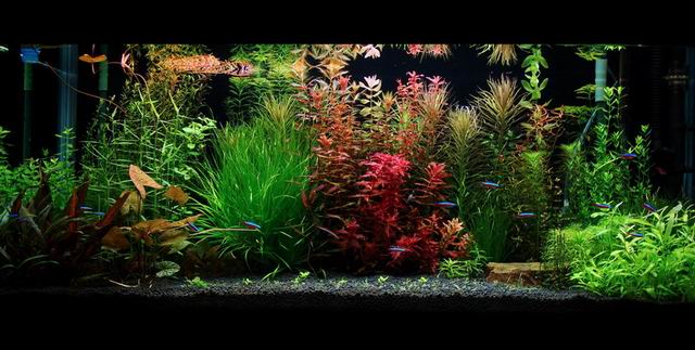 水草缸内怎样防治藻类生长,水草缸的藻类需要处理吗