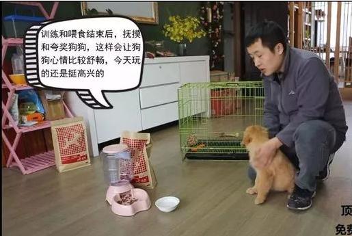 狗狗的衔取、咬吐训练——小课堂大学问！