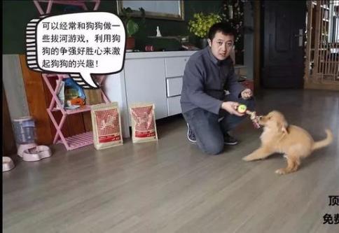 狗狗的衔取、咬吐训练——小课堂大学问！