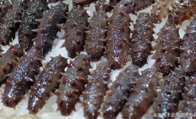 大连淡干海参多少一斤,九年淡干海参一斤有几头