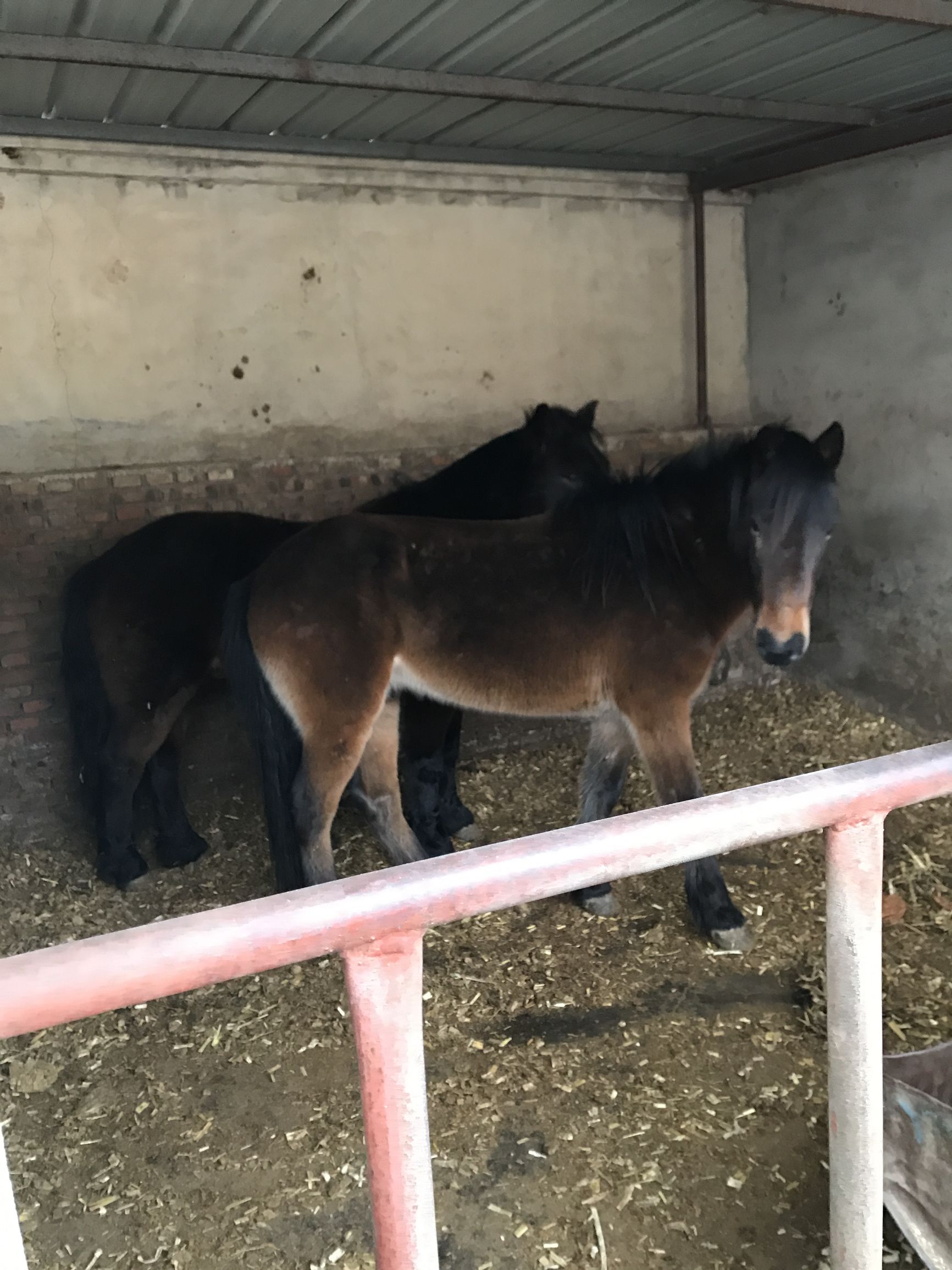 为什么万全管马肉叫腐肉呢