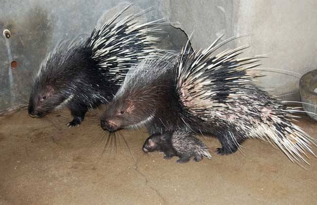 养豪猪失败的有多少,养30只豪猪投资多少