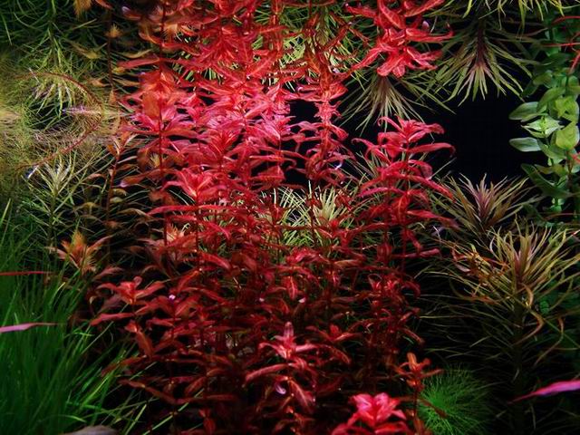 水草缸内怎样防治藻类生长,水草缸的藻类需要处理吗