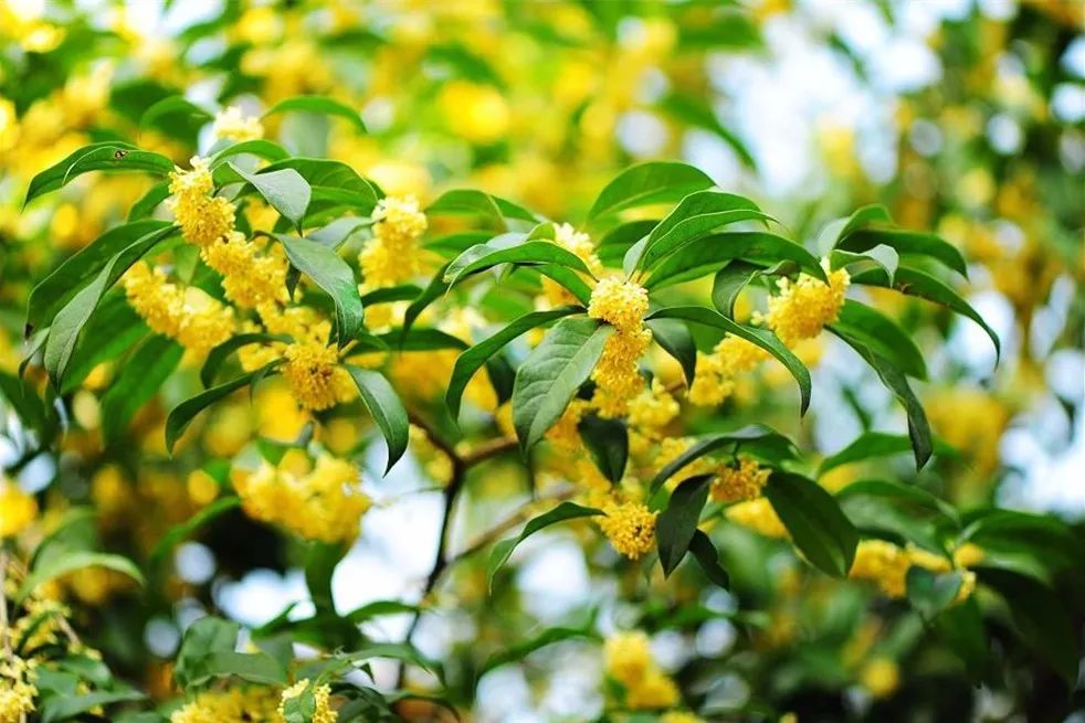 2018年浙江地方景点旅游日历大合集！含杭州，建德，温州，金华！