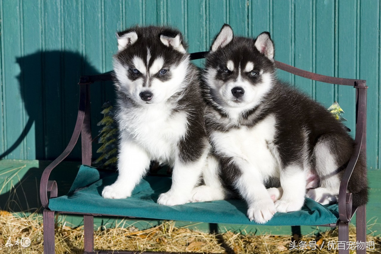 哈士奇老是叽叽叫是怎么了,怎么让哈士奇会呜呜叫