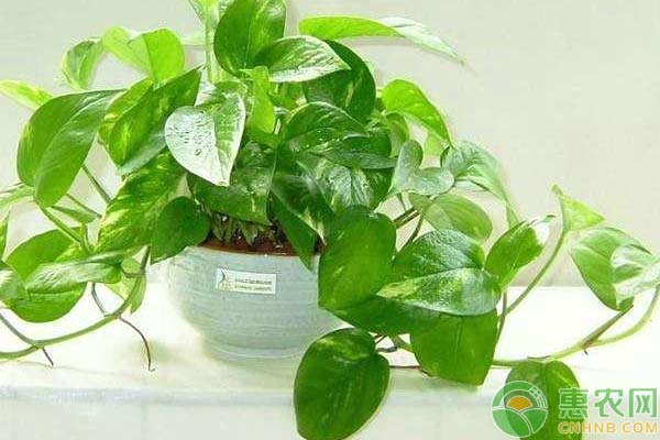 绿萝生命之花什么意思,生命之树造景阴性水草