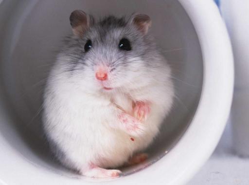 仓鼠饲养八大禁忌仓鼠能活多久,萌新养仓鼠注意事项