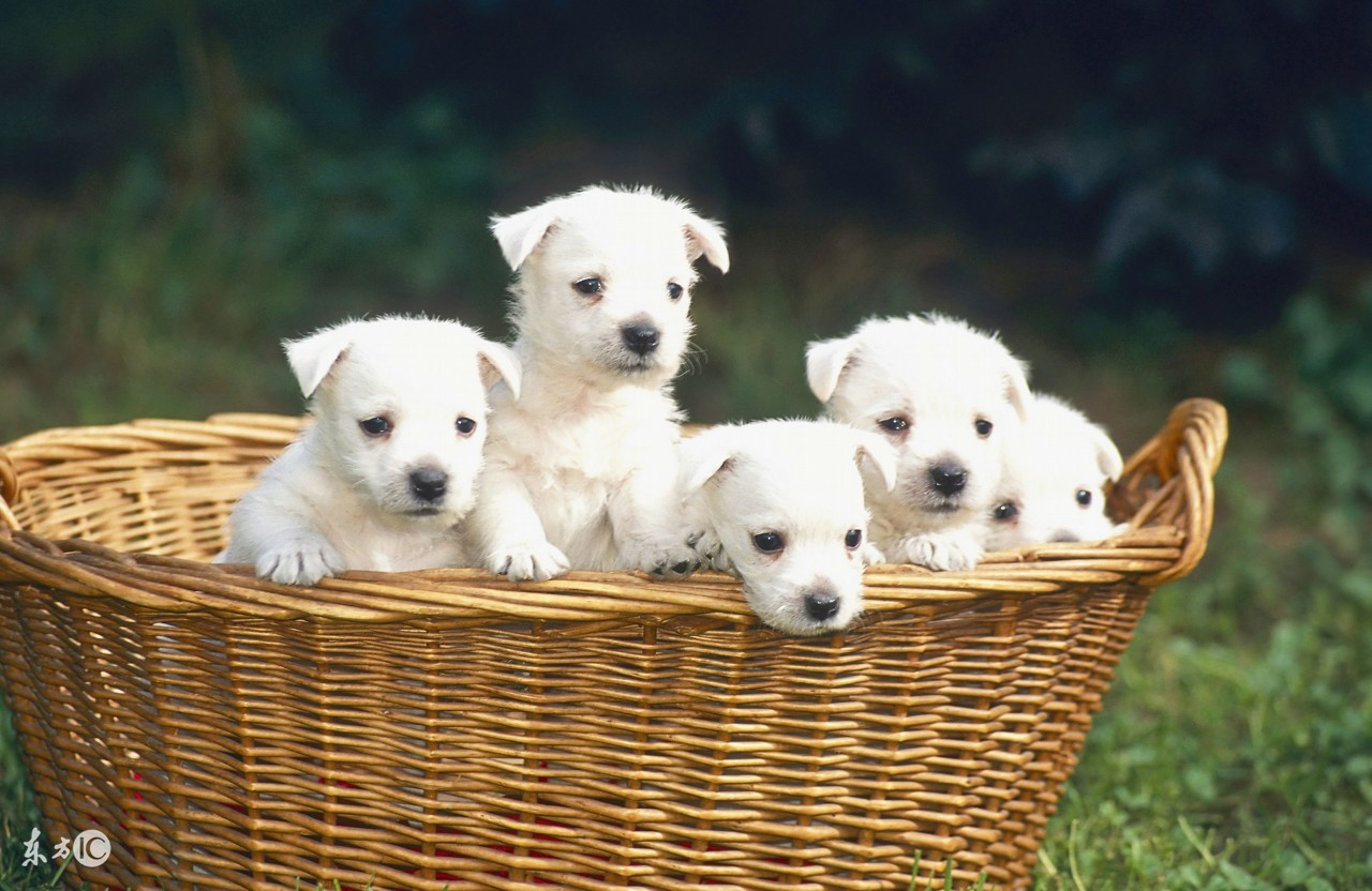 创业不能太理想主义,深情狗爸爸再谈宠物经济泪洒现场