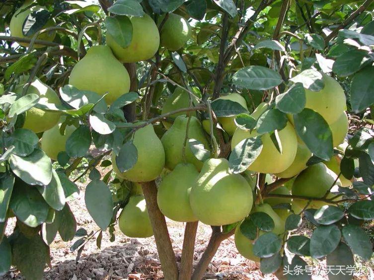 广西沃柑和象山红美人,柑橘品种大全绿柑