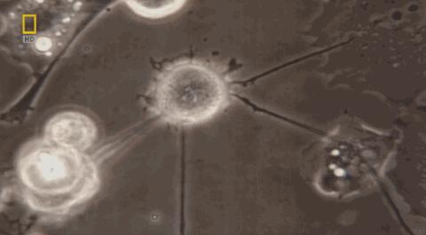 卵子和精子相遇……怎么就变成小孩了？