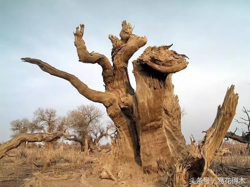 凉州词王之涣台词,王之涣凉州词简介