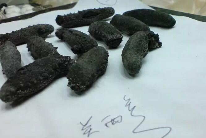 带您了解世界海参,你知道全球有多少种鲨鱼吗