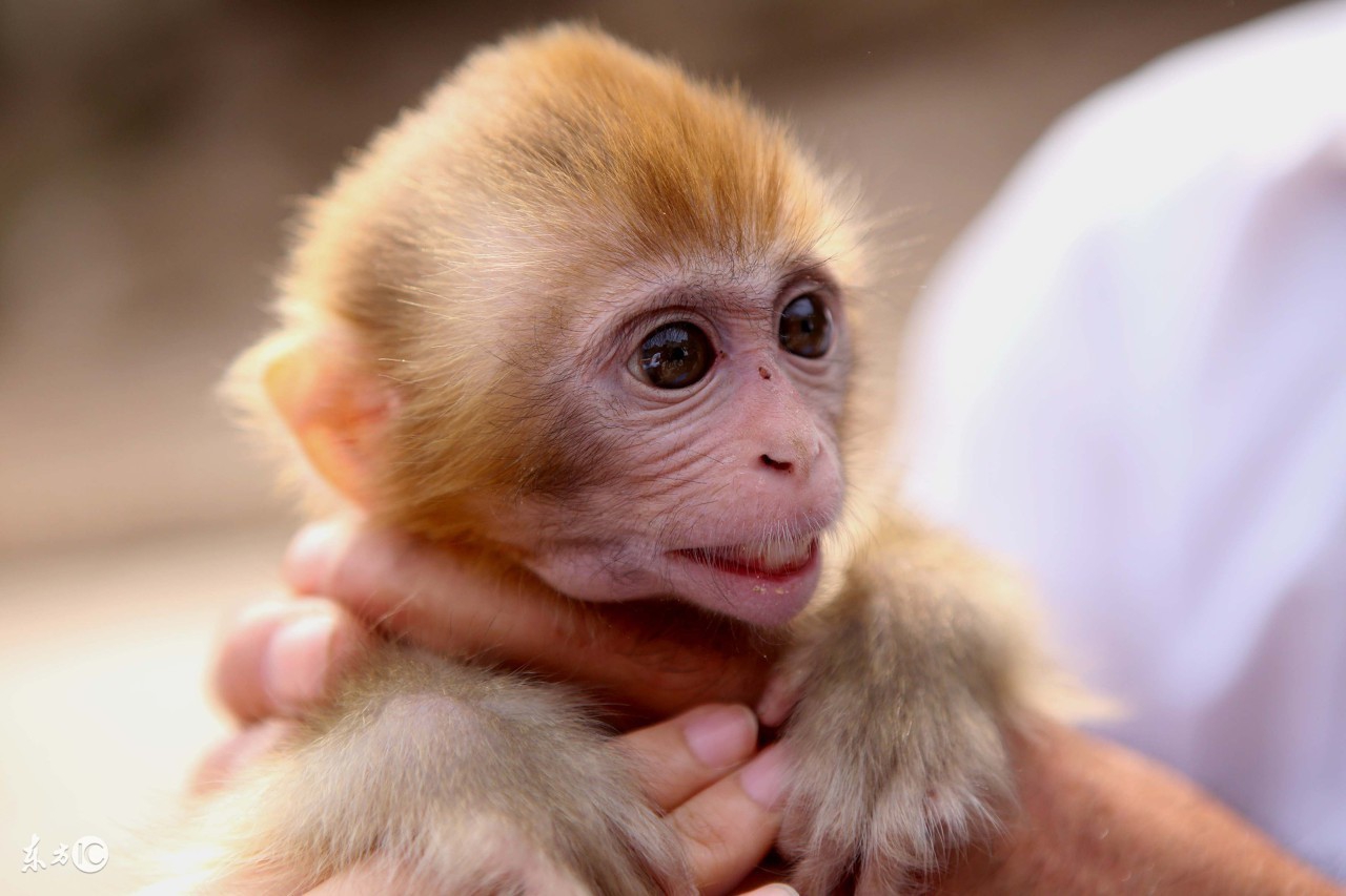 今年最后一个月的生肖运势财运,2018下半年哪些生肖的人财运很好