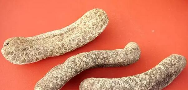 带您了解世界海参,你知道全球有多少种鲨鱼吗