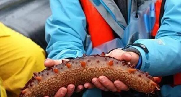 海参也有很多种,全世界所有可以吃的海参