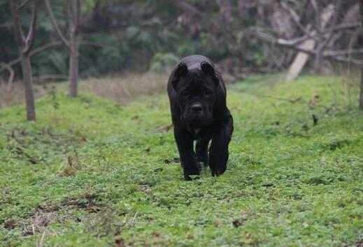 卡斯罗怎么养才凶,怎么才能养好一只卡斯罗